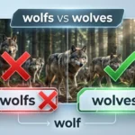 Wolfs or Wolves